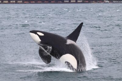 Transient Orcas Visiting Penn Cove Mussel Beds